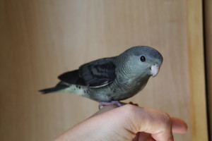 DD turq (Mauve) dna male Linnie hand fed baby has gone home. Adorable guy!