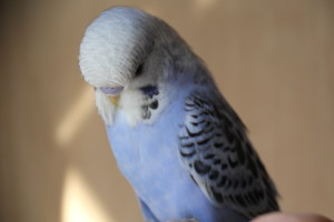 Pic 2- Cobalt Violet Opaline baby Hand-Fed English Budgie Male Available. © Eddie;s Aviary 2020