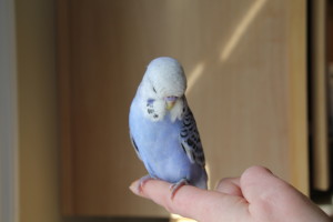 Pic 2- Cobalt Violet Opaline baby Hand-Fed English Budgie Male Available. © Eddie;s Aviary 2020