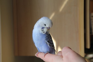 Pic 1- Cobalt Violet Opaline baby Hand-Fed English Budgie Male Available. © Eddie;s Aviary 2020