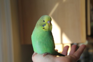 Pic 3- Adorable Normal Green Baby Hand-Fed English Male Available. Head doesn't have as much "blow" as I like to see at this age, so he has been discounted. © Eddie's Aviary 2020