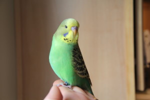 Pic 2- Adorable Normal Green Baby Hand-Fed English Male Available. Head doesn't have as much "blow" as I like to see at this age, so he has been discounted. © Eddie's Aviary 2020