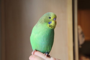 Pic 1 -Adorable Normal Green Baby Hand-Fed English Male Available. Head doesn't have as much "blow" as I like to see at this age, so he has been discounted. © Eddie's Aviary 2020