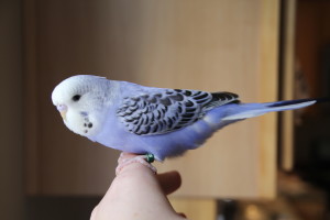 UNDER DEPOSIT for Rodica & Doina - cobalt violet opaline baby male hand-fed English Budgie