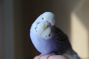 UNDER DEPOSIT for Rodica & Doina - cobalt violet opaline baby male hand-fed English Budgie