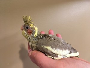 Cinnamon split Pied baby we are handfeeding. © Eddie's Aviary 2020