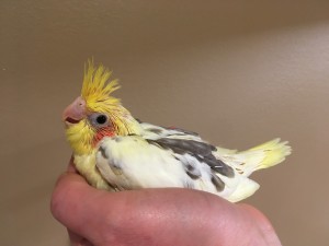 Heavy Pied cockatiel baby we are handfeeding. © Eddie's Aviary 2020