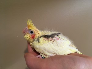 Saddleback Pied cockatiel baby we are handfeeding. © Eddie's Aviary 2020