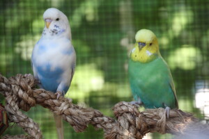 Two Spangle Males Enjoying the Great Outdoors! © Eddies Aviary 2020