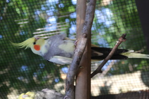 Poseidon chillin' ♥ © Eddie's Aviary 2020