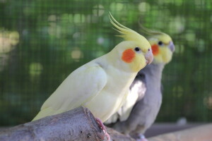 Heavy Pied Cockatiel Smiling ♥ © Eddie's Aviary 2020