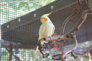 Rae looking handsome on his organic apple branch! © Eddie's Aviary 2020