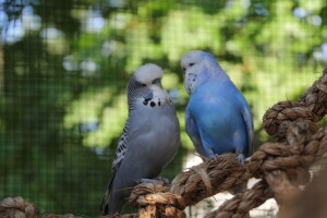 Greystone and Sky doing the English Budgie male dance! © Eddie's Aviary