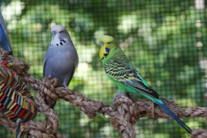 Greystone and Kentucky loving outdoor living! © Eddie's Aviary 2020 