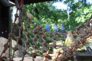 Our Aviary Namesake, Eddie - he turns 13 in November and he is LOVING the outdoor summer male budgie/cockatiel flight. © Eddie's Aviary