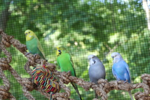 Goldenface Spangle Opaline, Normal Green, Grey, and Sky Violet Spangle Males enjoying the great outdoors! © Eddie's Aviary 2020