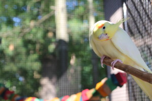 Rae looking curiously at me - Rae is a heavy pied Cockatiel male © Eddie's Aviary 2020