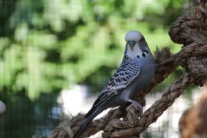 Greystone, our Handsome Grey English Budgie cock - SPBE's Best High Point Parrot for 2018 © Eddies Aviary 2020