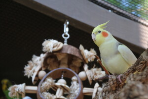 Saddlet the male cockatiel enjoying the sunroof! © Eddie's Aviary 2020