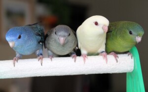 From left, cobalt violet, mauve, creamino and dark green linnie babies! © Eddie's Aviary 2020